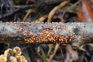 Nectria cinnabarina (1000 x 666).jpg